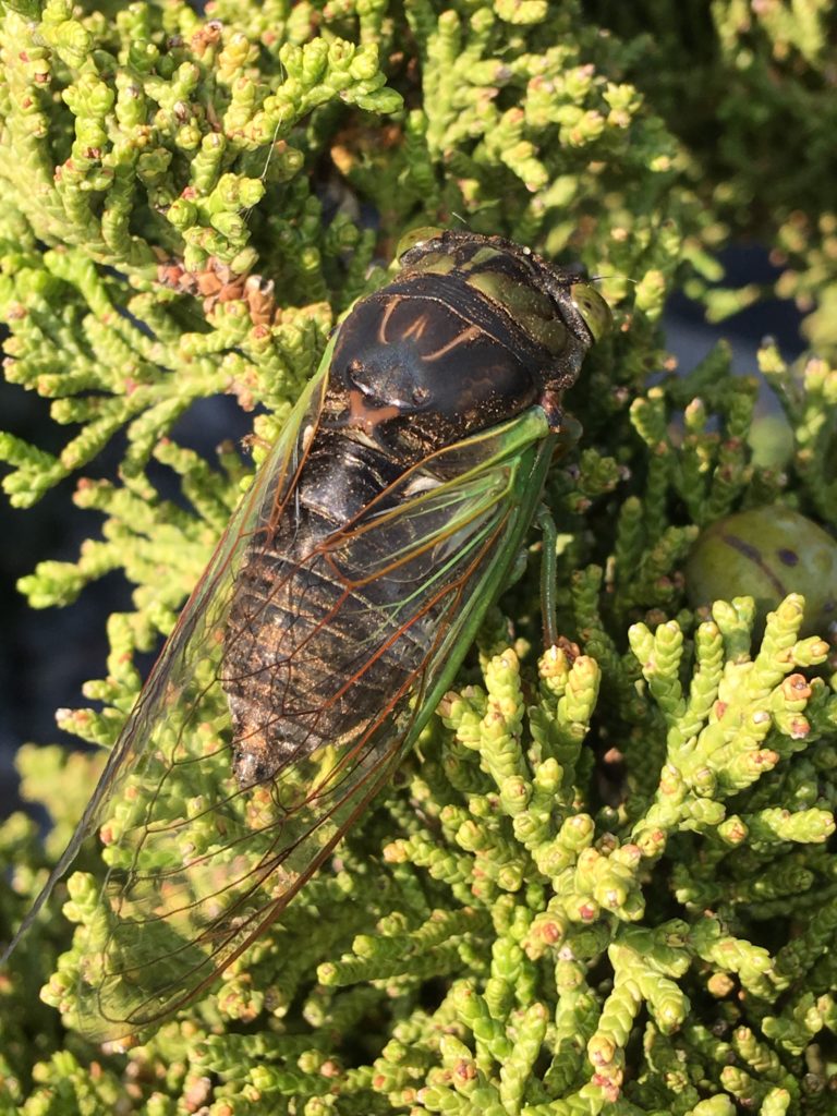 Swamp Cicada on a Cedar
