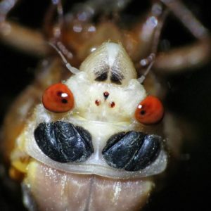 Teneral Cicada Up Close by Matt Berger