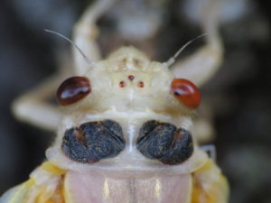 Teneral Cicada Up Close 2 by Matt Berger