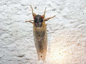 Teneral Magicicada Metuchen NJ 2