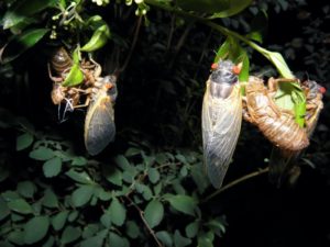 Teneral Magicicada septendecim in Metuchen NJ