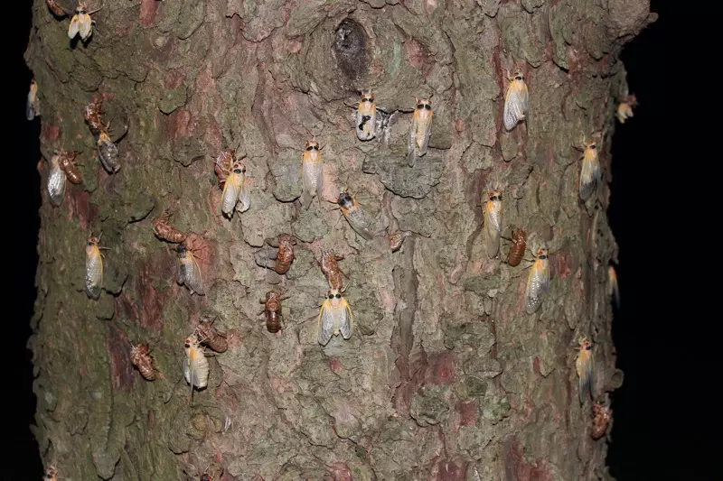 Teneral Magicicadas on a pine tree