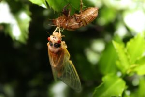 Teneral Male Magicicada Metuchen NJ