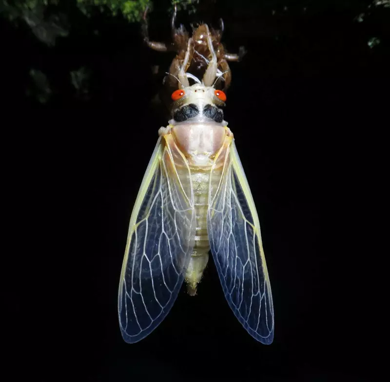 Teneral Periodical Cicada by Matt Berger