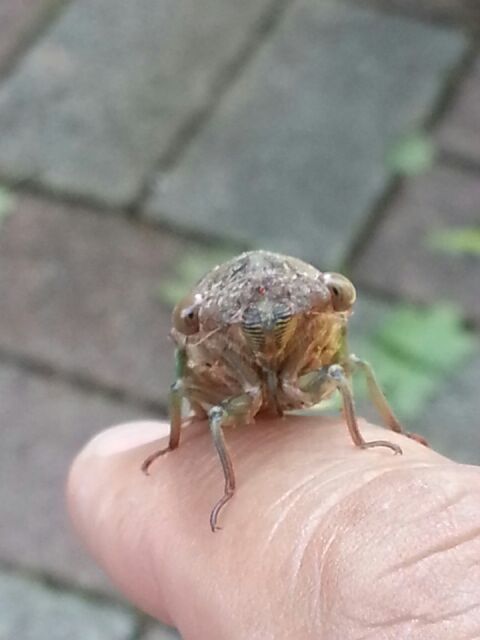 Teneral (soft, recently molted) Neotibicen canicularis (Dog Day Cicada) photos by Daniel Costa, from 2014.