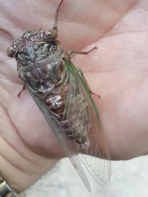 Teneral (soft, recently molted) Neotibicen canicularis (Dog Day Cicada) photos by Daniel Costa, from 2014.