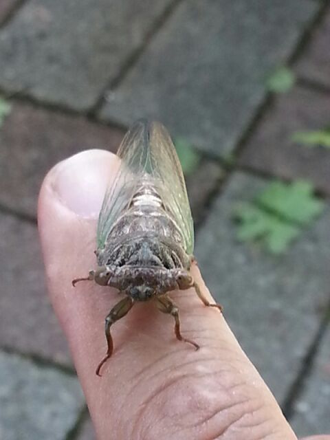 Teneral (soft, recently molted) Neotibicen canicularis (Dog Day Cicada) photos by Daniel Costa, from 2014.