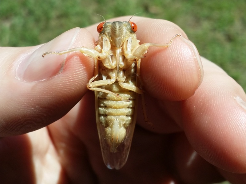 Teneral female Magiciada tredecim in Kentucky