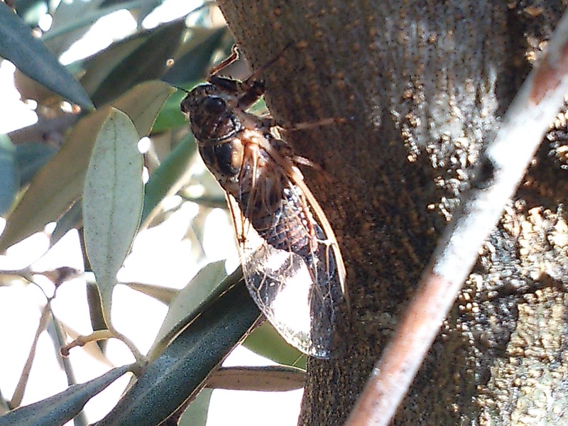 Tettigettalna argentata photo by Iván Jesus Torresano García