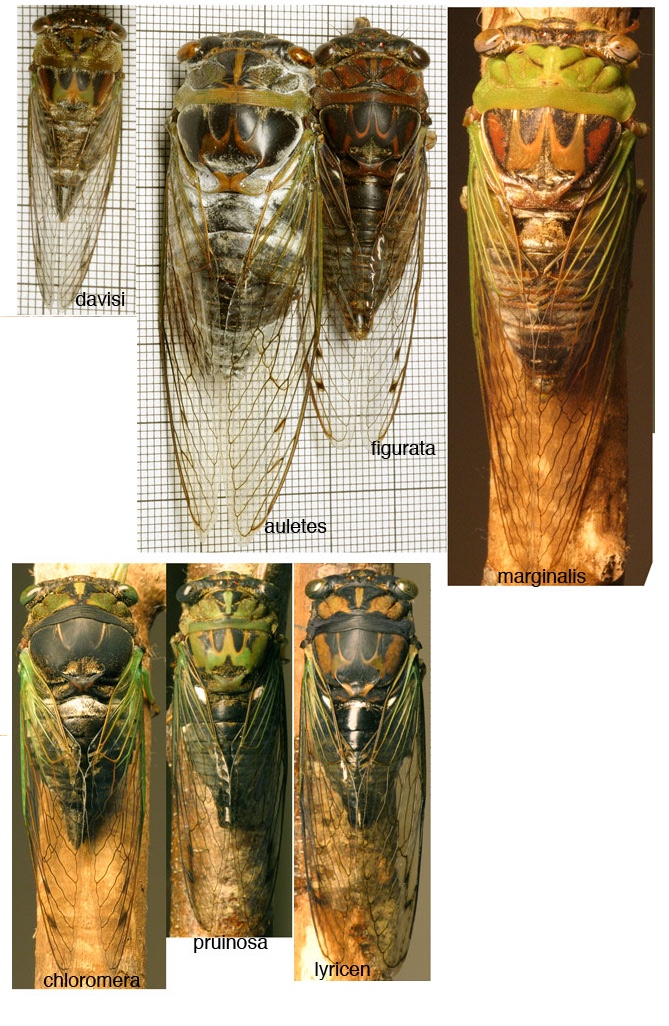 Tibicen composite by Paul Krombholz