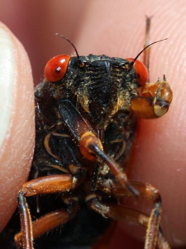 Tiny Magicicada tredecassini Kincaid Park Kentucky 2014