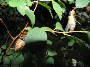 Two Male Magicicada
