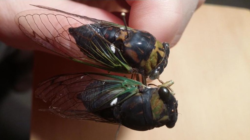 Two Swamp Cicadas - dorsal view