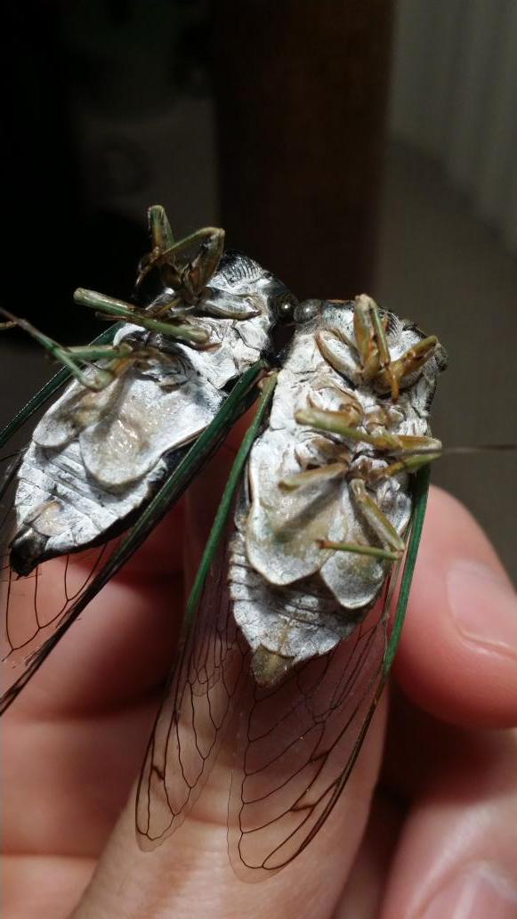 Two Swamp Cicadas - ventral view