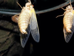 Two Teneral Male Magicicadas Metuchen NJ