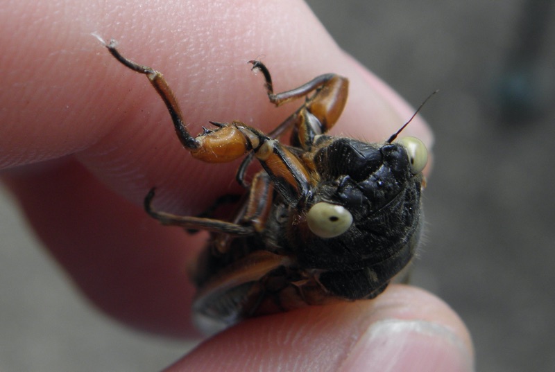 Yellow-White Eyed Male Magicicada septendecim Metuchen NJ