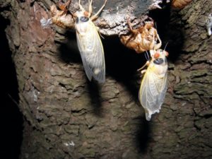 White teneral Magicicada in Metuchen _yes they are white when they emerge_