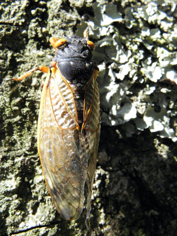 Yellow Eyed Magicicada in Merrill Park in Colonia NJ