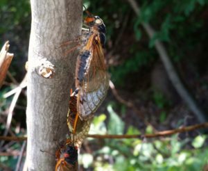 Zombie Cicada - Not Really_ just dead