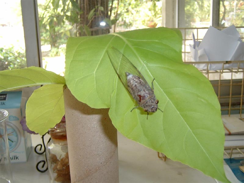 Adult Female Cicada. Santisuk Vibul. Thailand. 2006.