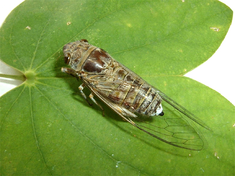 Adult Male Cicada.Santisuk Vibul. Thailand. 2006.