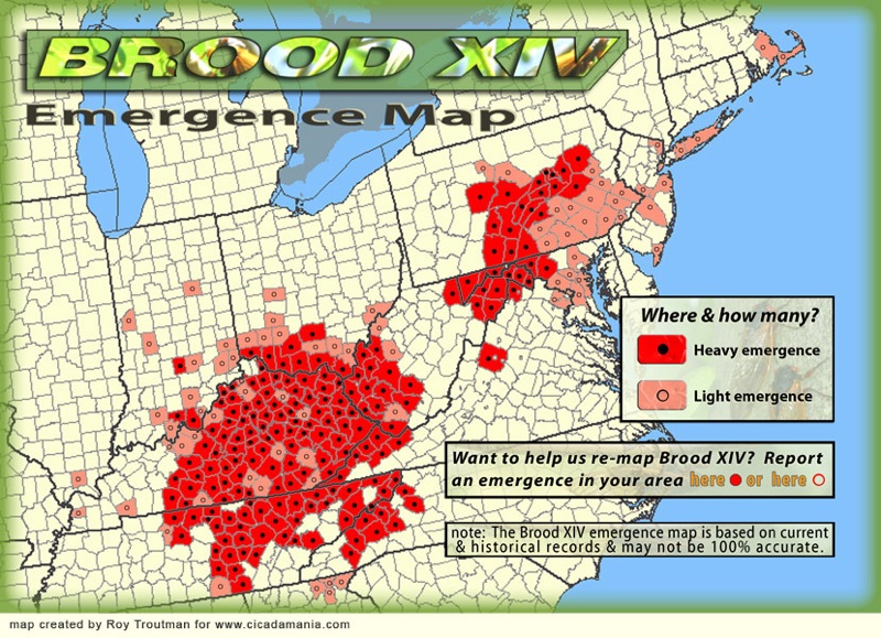 Periodical cicada Brood XIV (14) will emerge in 2025 in Thirteen States