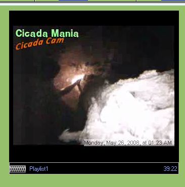 Cicada Mania Cam