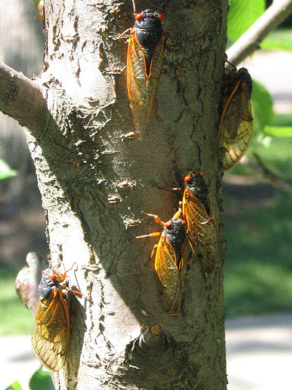 Magicicada on a tree in a park in Princeton NJ
