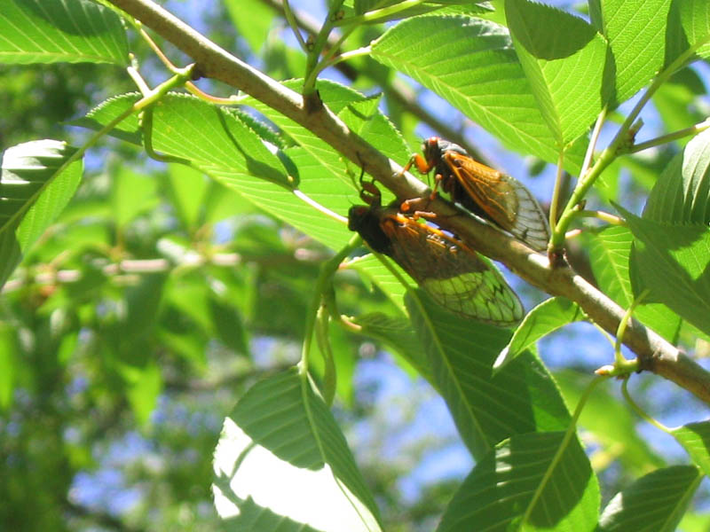 Magicicada on a tree branch in a park in Princeton NJ