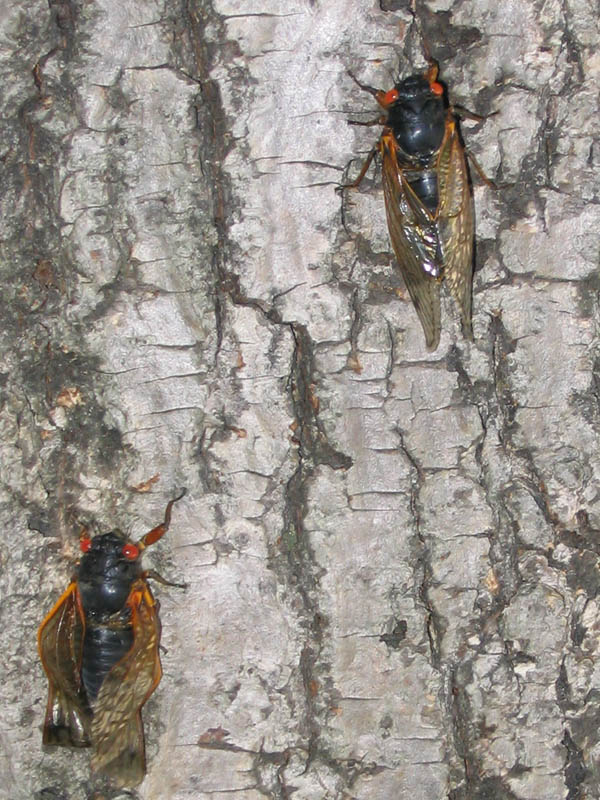 Magicicada on a tree in a park in Princeton NJ