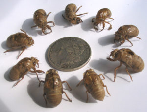 Cicada skins