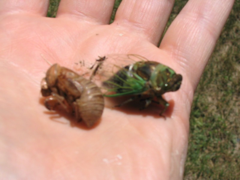 Neotibicen tibicen with damaged wings