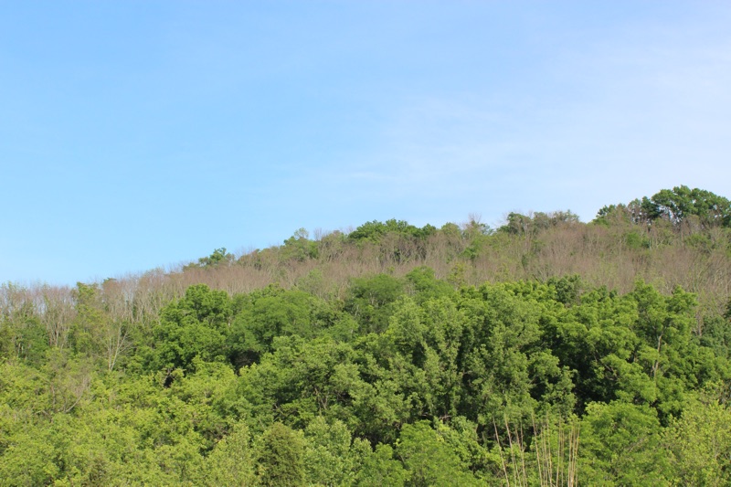 dead Ash trees are a loss of cicada habitat