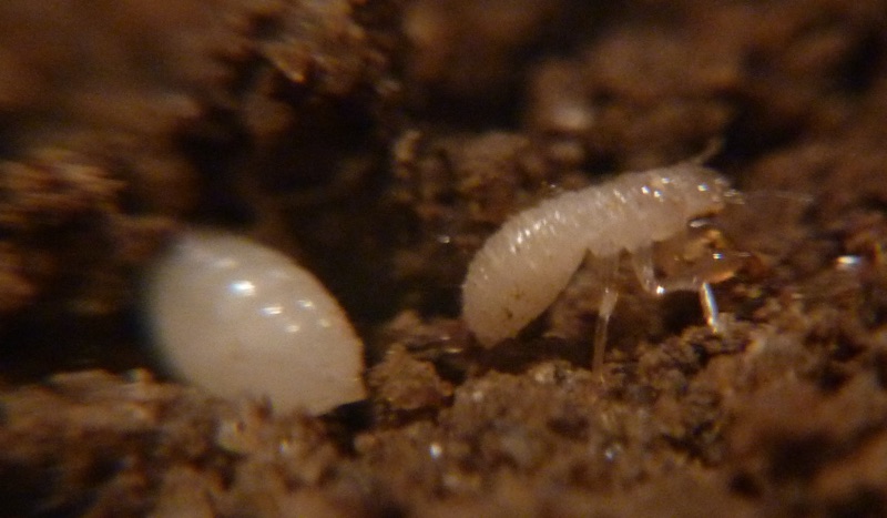 Elias Magicicada nymphs