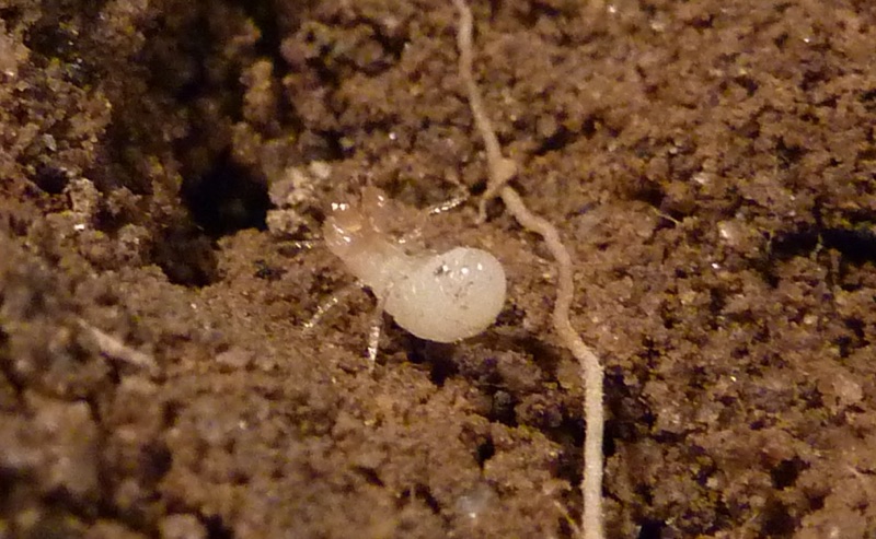 Elias's 2nd Instar Magicicada nymph