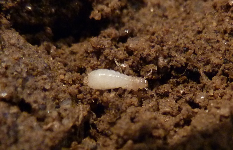 Elias's 2nd Instar Magicicada nymph