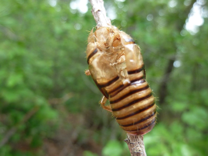 dorsal view