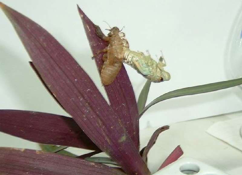 Cicada emerging. Santisuk Vibul. Thailand. 2006.