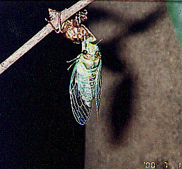 Euterpnosia chibensis photos by Osamu Hikino. Japan. 