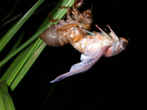 Gina Scarborough's Florida Cicada molting