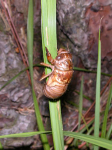 Gina Scarborough's Florida Cicada molting