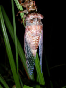 Gina Scarborough's Florida Cicada molting