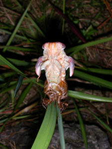 Gina Scarborough's Florida Cicada molting