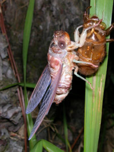 Gina Scarborough's Florida Cicada molting