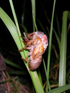 Gina Scarborough's Florida Cicada molting