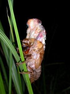 Gina Scarborough's Florida Cicada molting