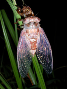 Gina Scarborough's Florida Cicada molting