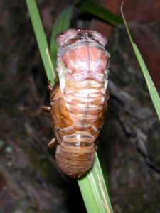 Gina Scarborough's Florida Cicada molting