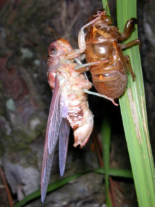 Gina Scarborough's Florida Cicada molting