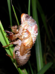 Gina Scarborough's Florida Cicada molting